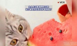 猫咪吃瓜全集免费,全集免费畅享萌宠欢乐时光