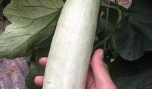 吃网红的瓜文案,一场关于“吃瓜”的狂欢盛宴