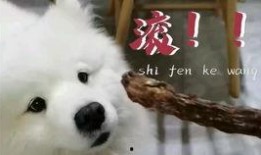 吃瓜娱乐汪,揭秘娱乐圈那些事儿