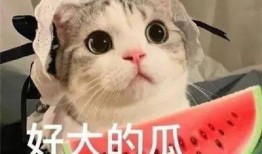 吃瓜娱乐的喵哥是谁啊视频,吃瓜娱乐界的神秘喵哥是谁？